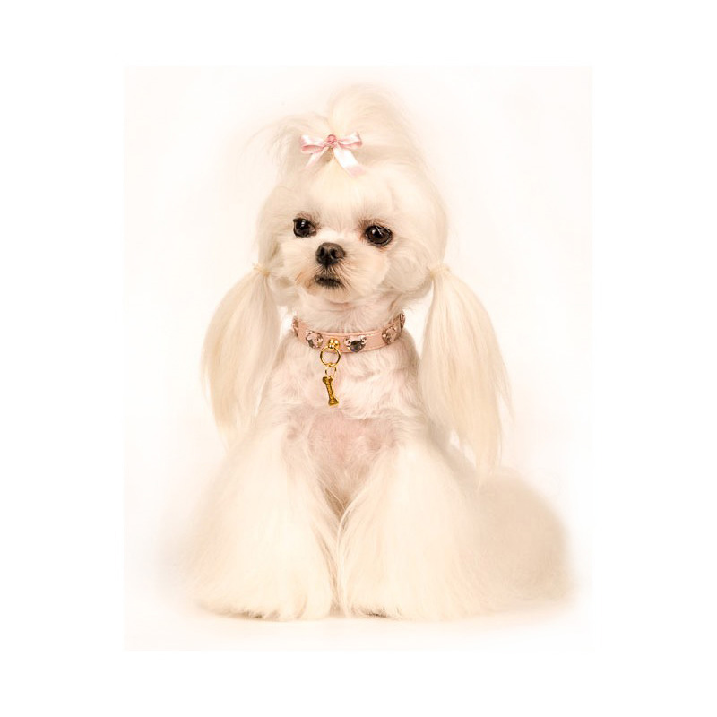 Fahrenheit Hacer corriente collar para perro de cuero rosa con diamantes, Love me collar rose -  130,00€ - Luxury Pets | chihuahua, bichón, yorkshire, pomerania, shih tzu y  peluqueria canina
